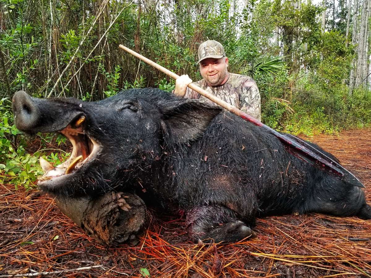 Lodging florida hog hunts